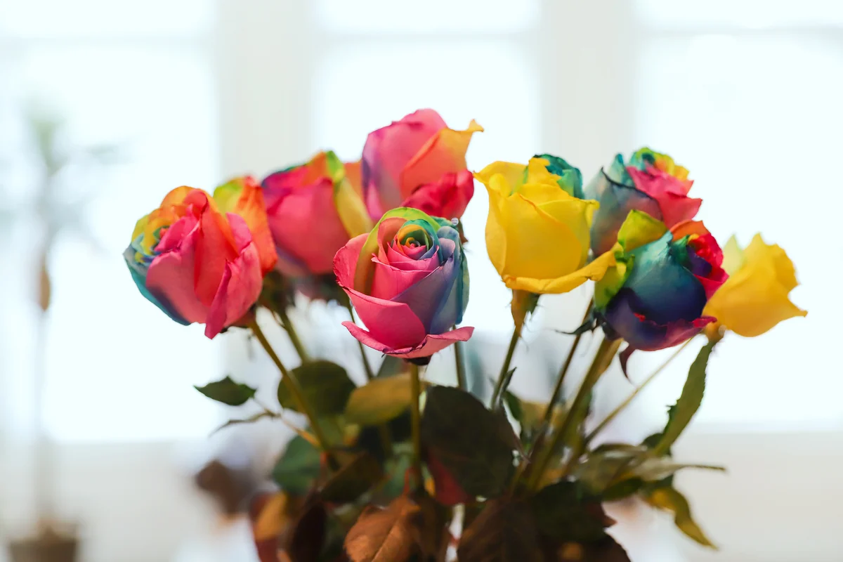 Colorful rainbow roses