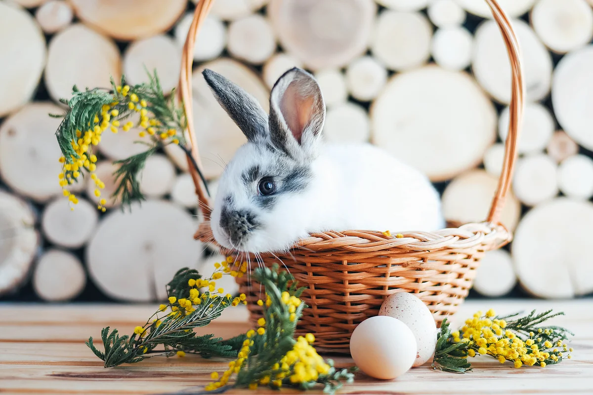 Rabbit in a basket with mimosa sprigs