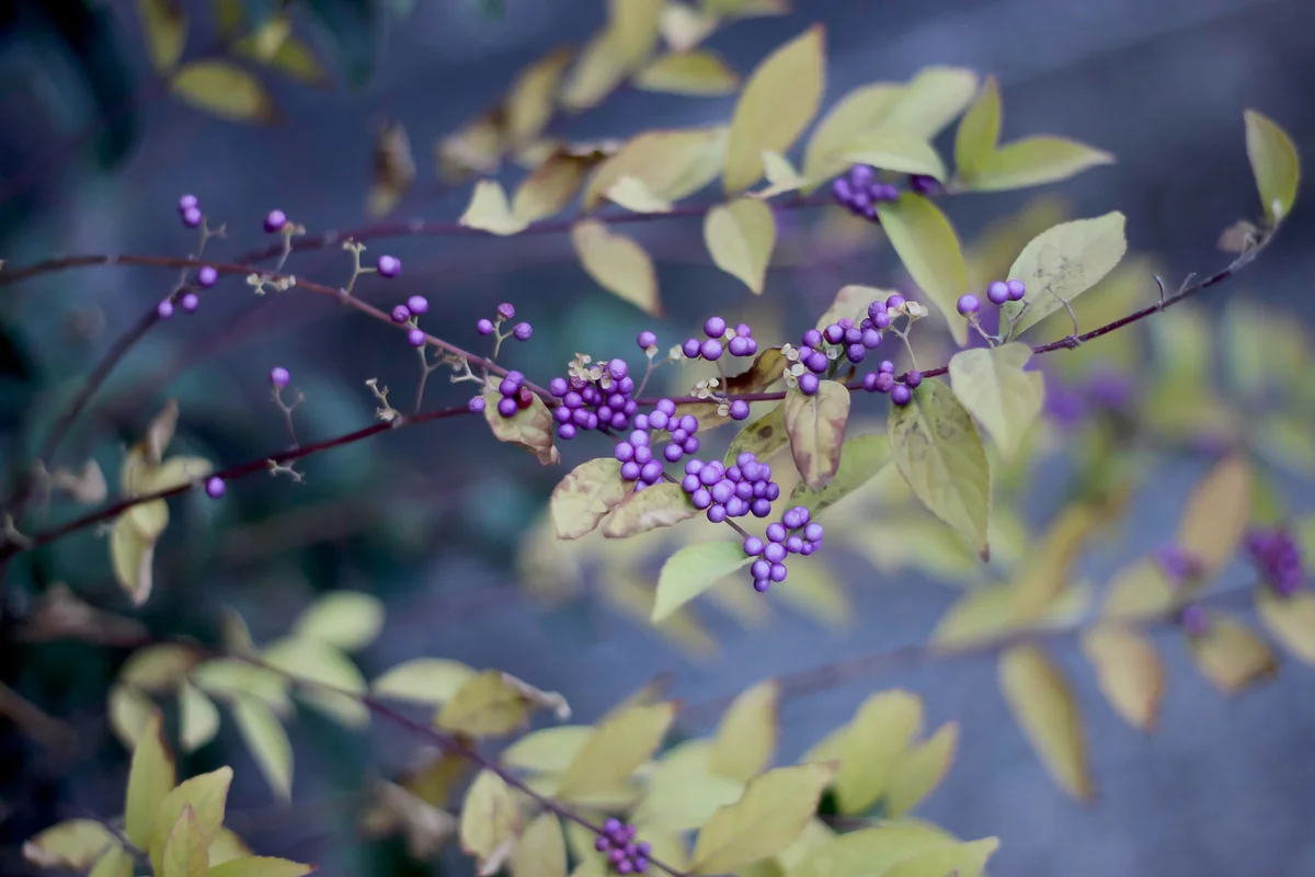 American beautyberry