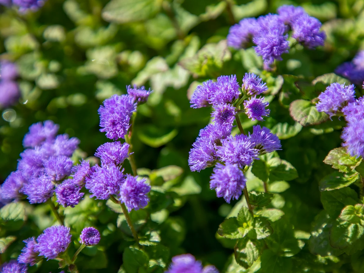 closeup of ageratum