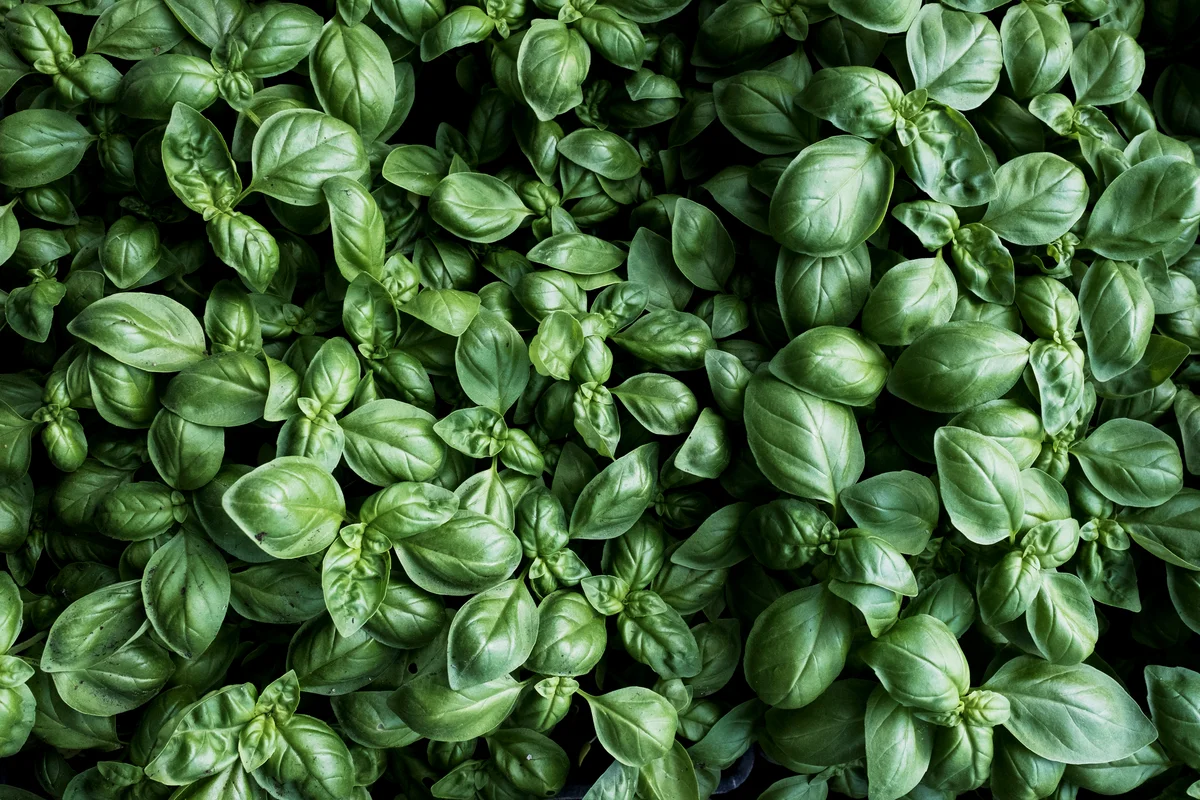 basil plants