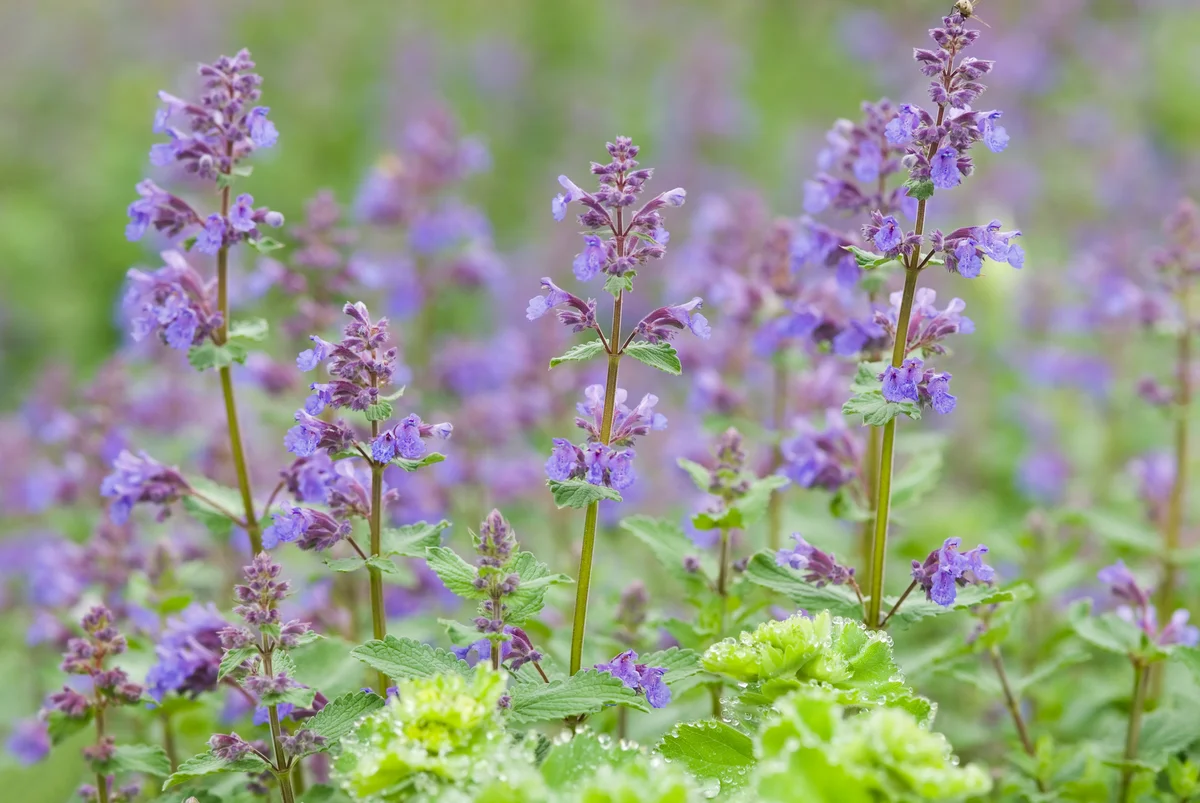 catmint plants