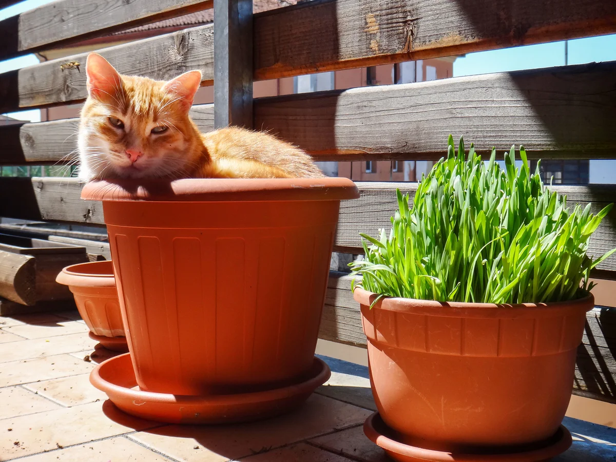cat sleeping next to catnip
