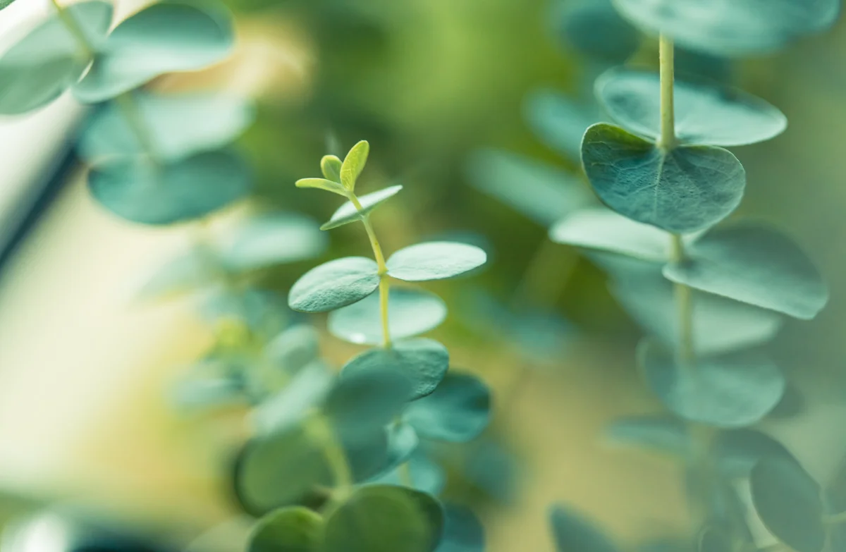closeup of eucalyptus