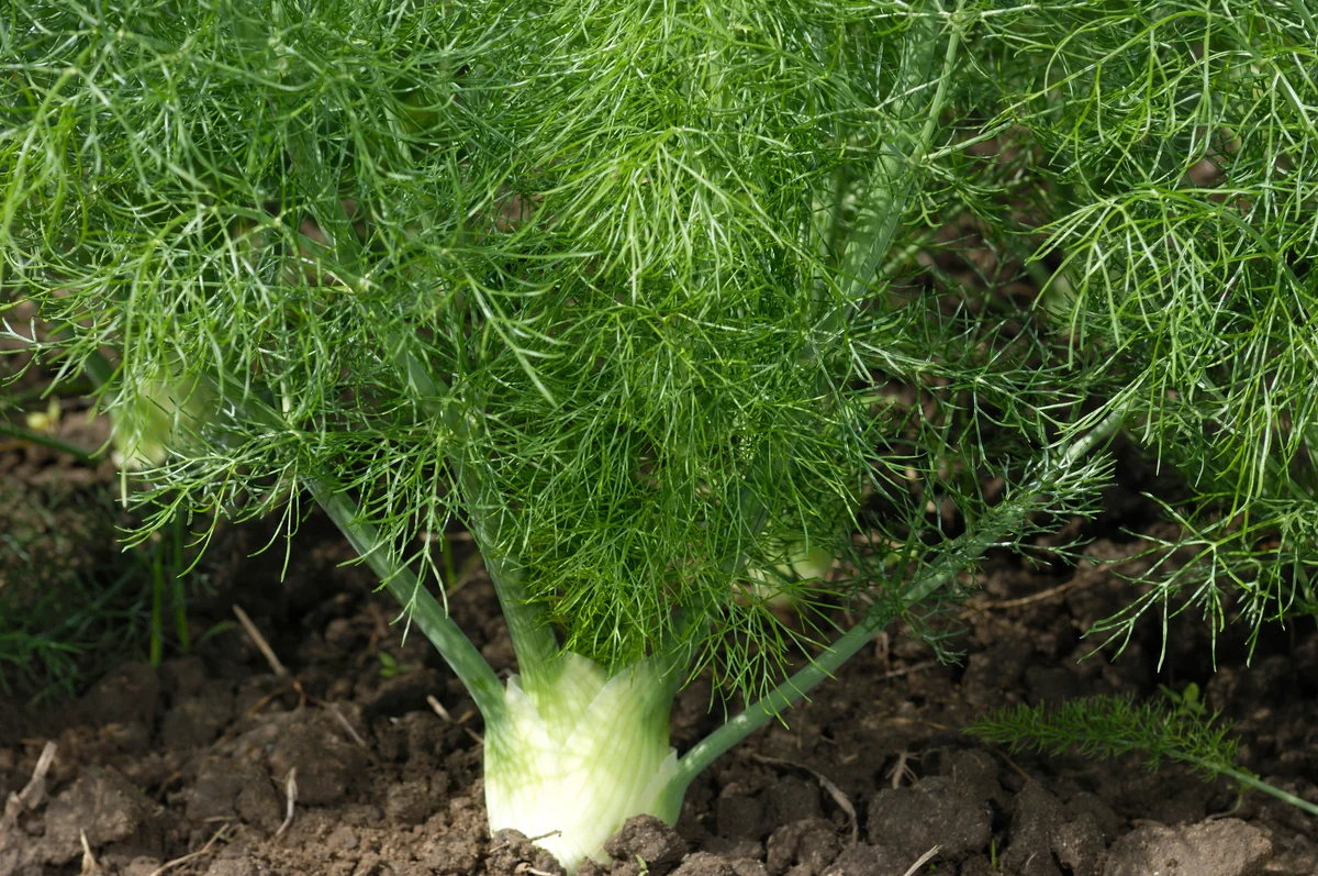 fennel growing in garden