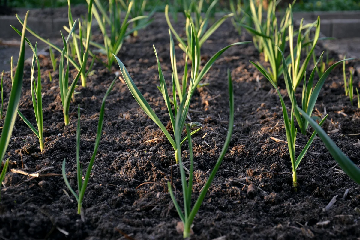 garlic growing in garden