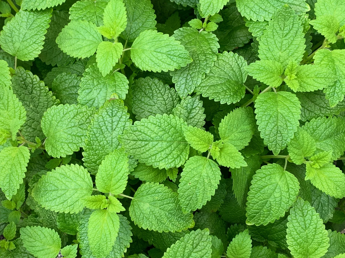 lemon balm