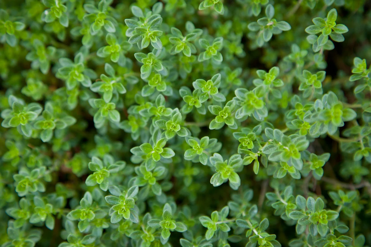 lemon thyme
