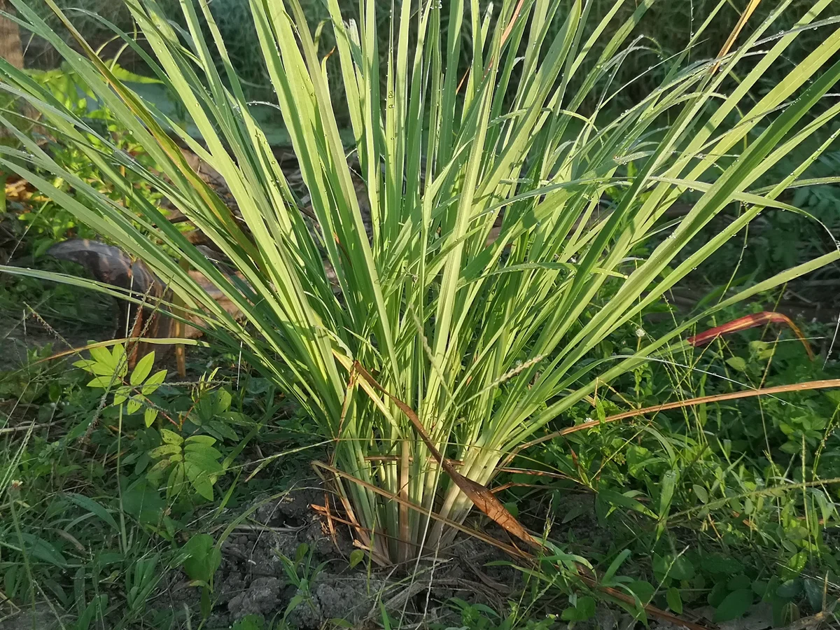 lemongrass