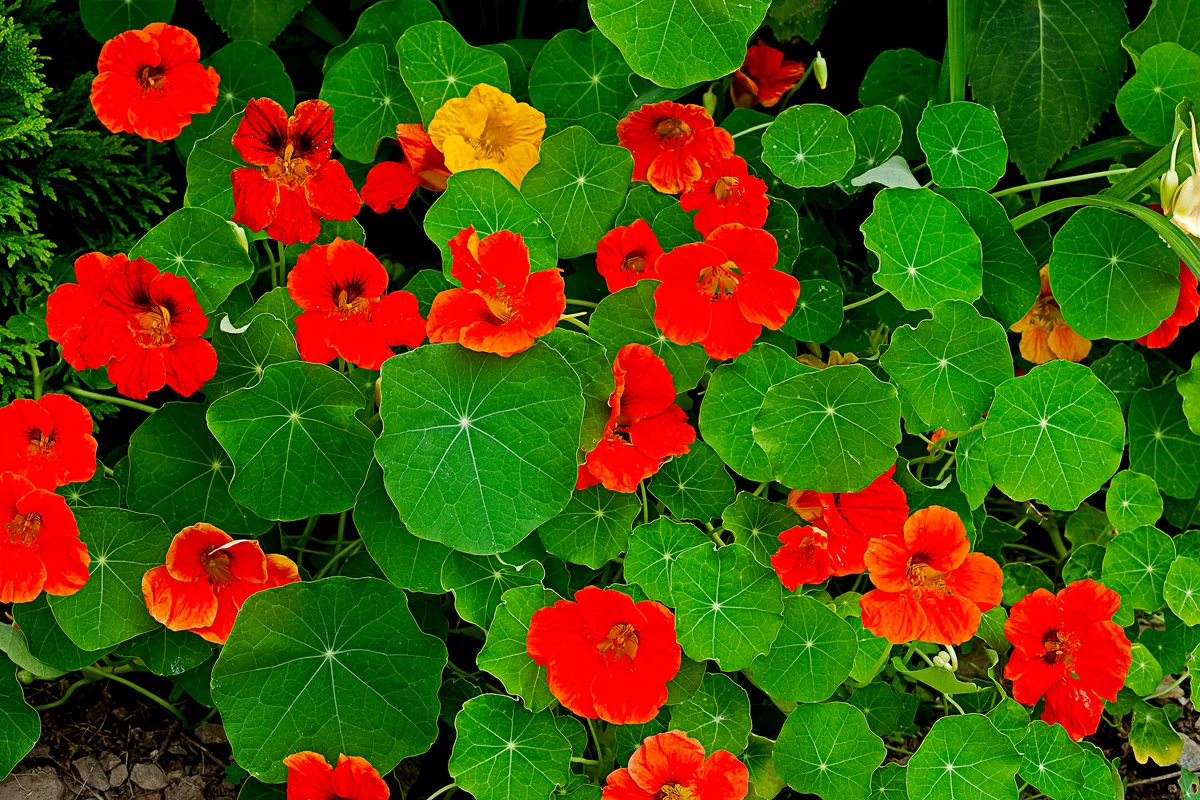 nasturtiums