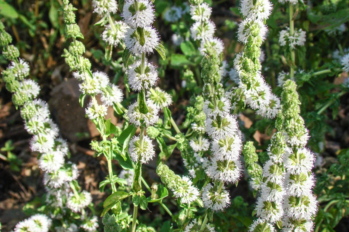 pennyroyal