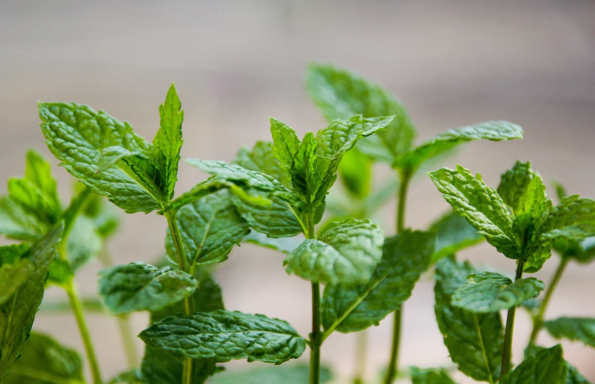 peppermint plant