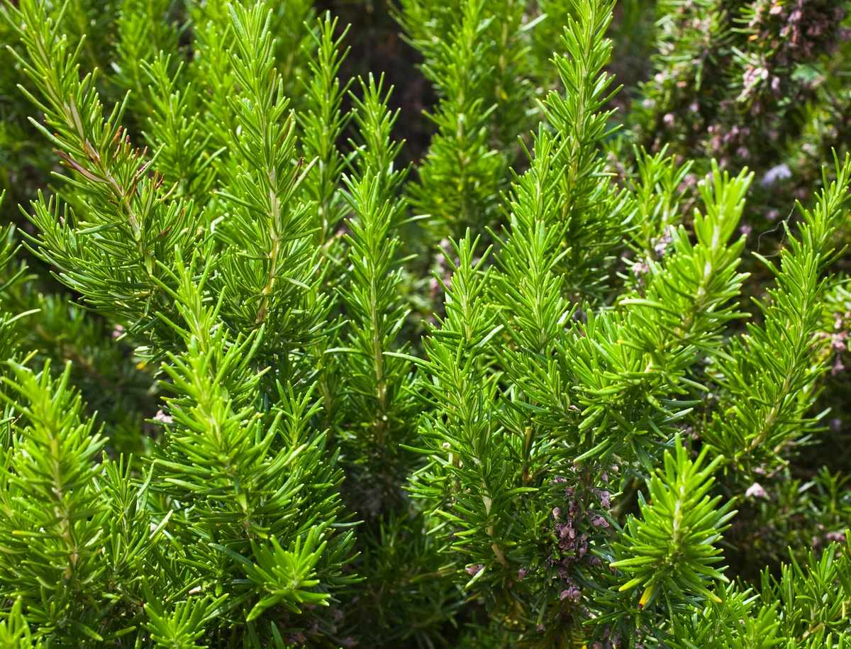 Rosemary bush