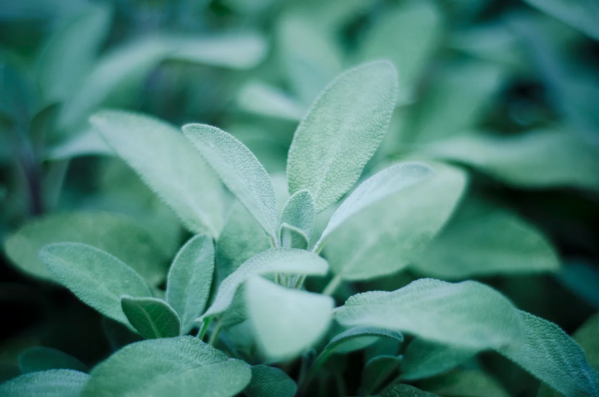sage plant