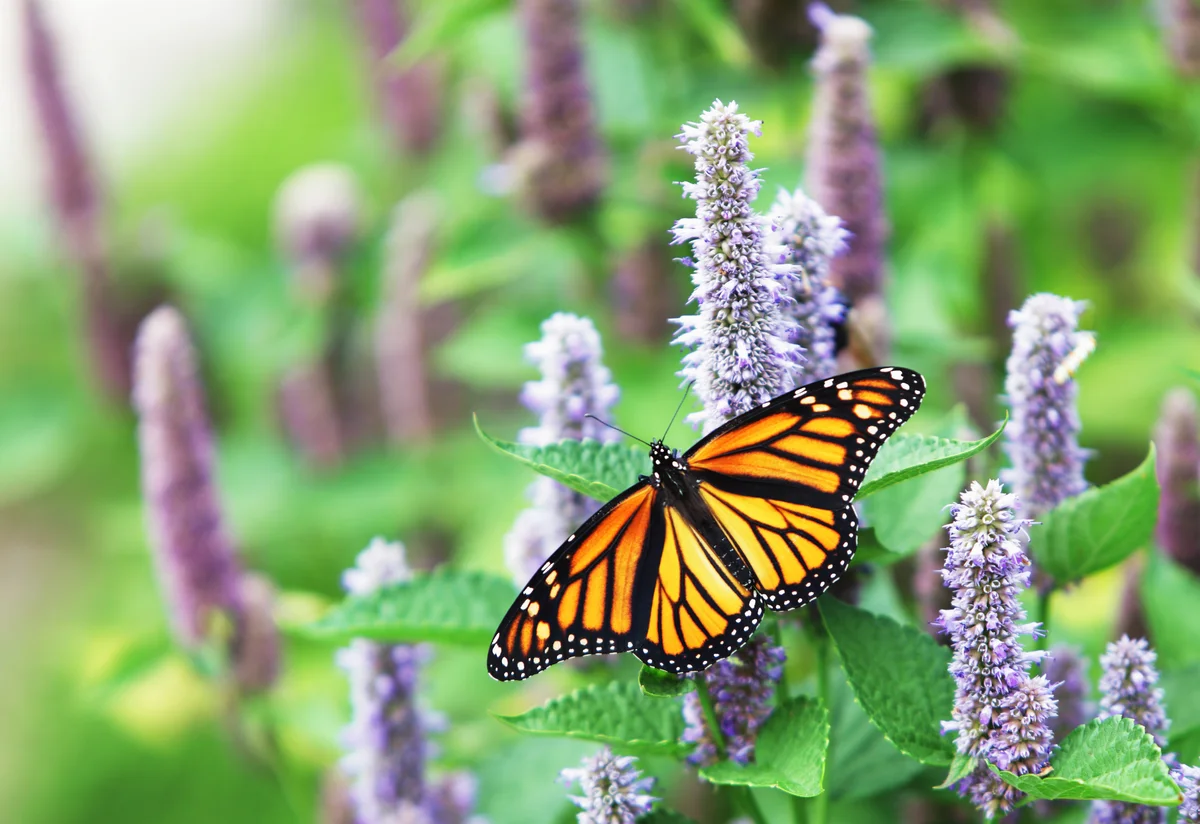 butterfly on hyssop