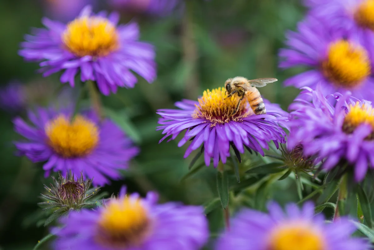 bee on aster flower
