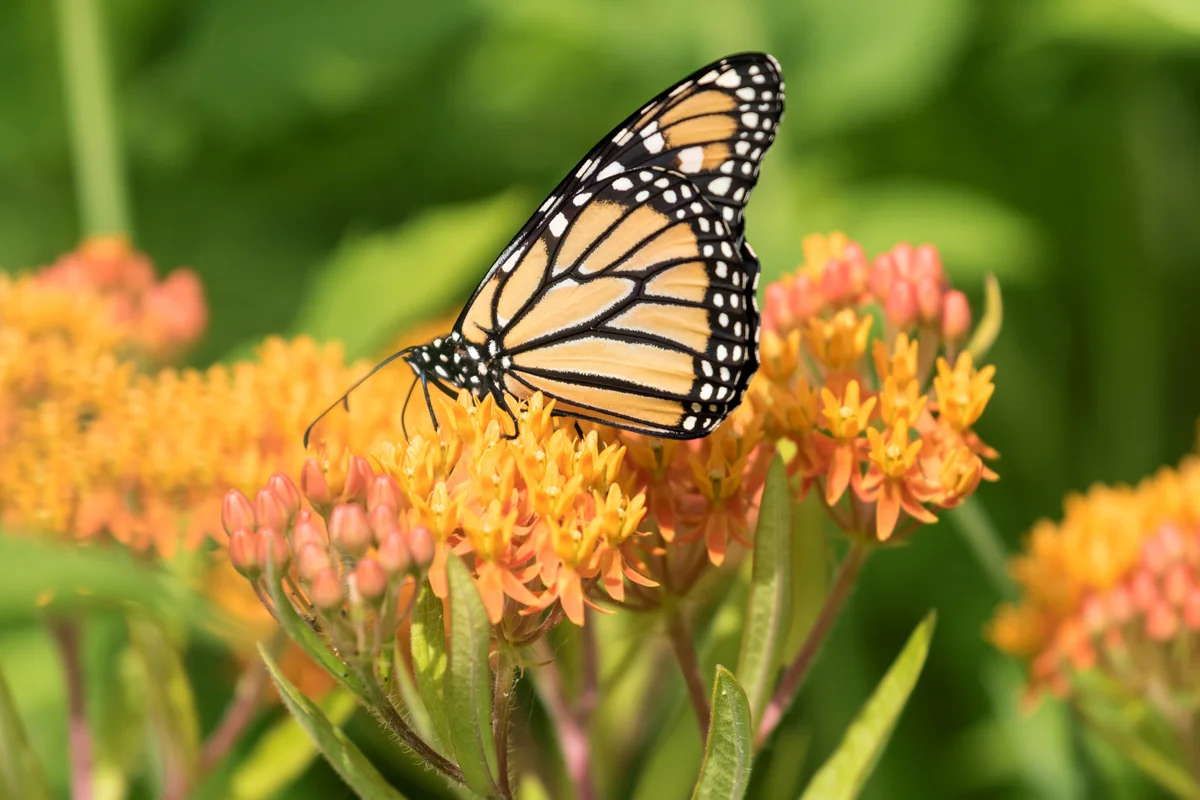 butterfly on milkweed