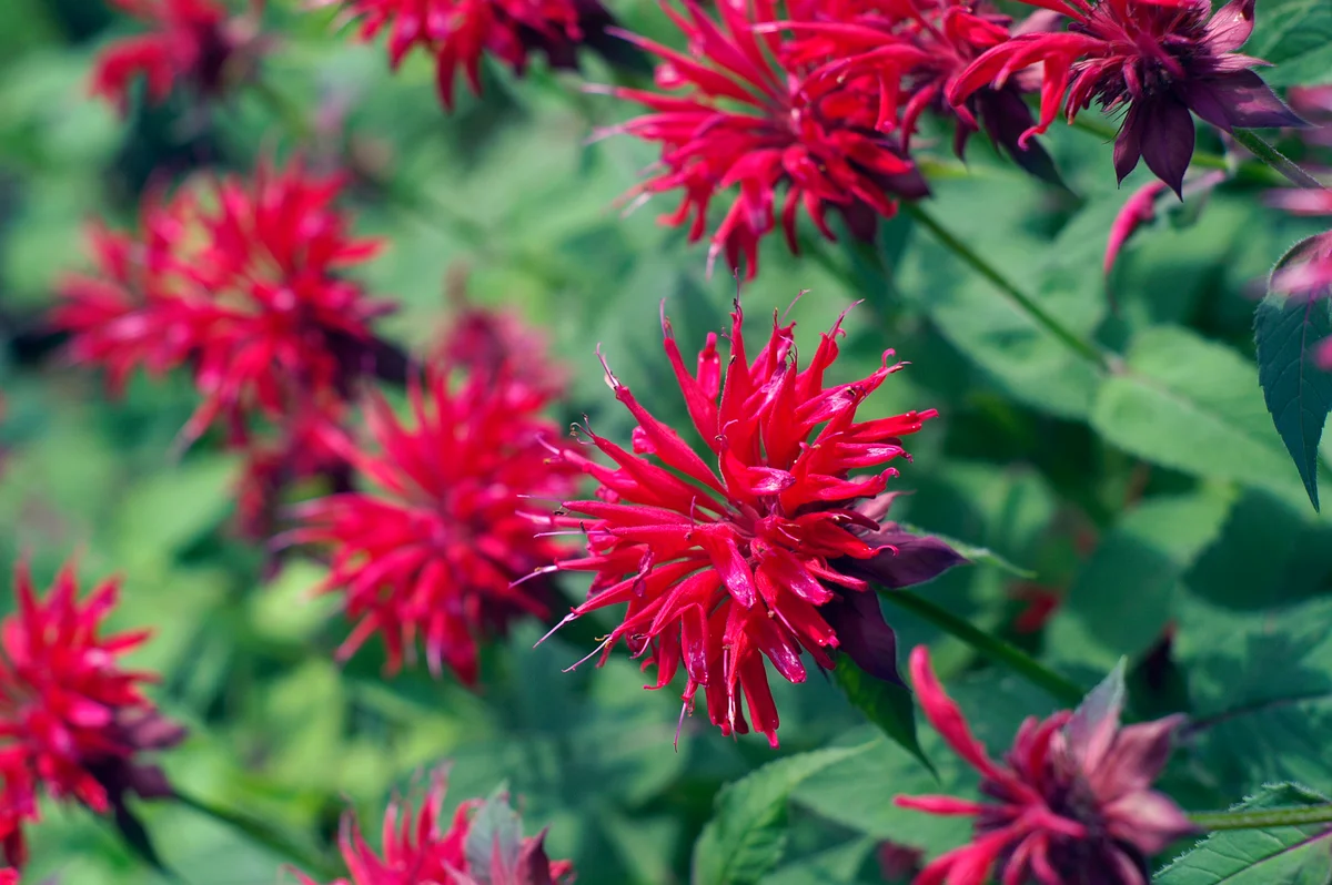 red bee balm