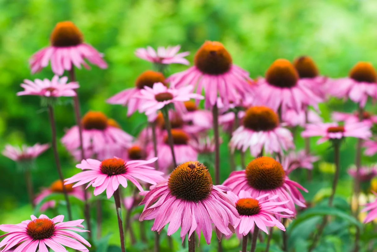 purple coneflower