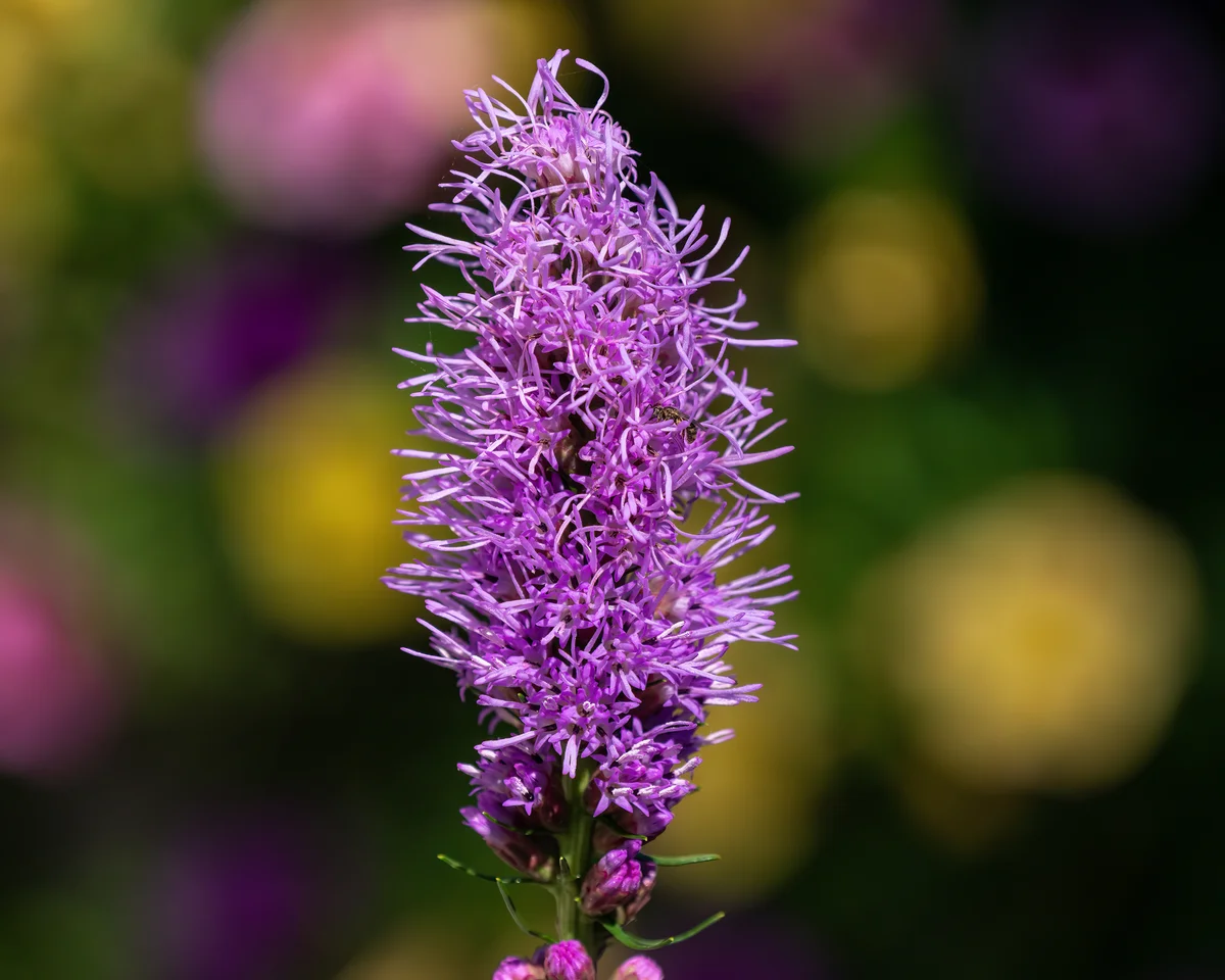 blazing star flower