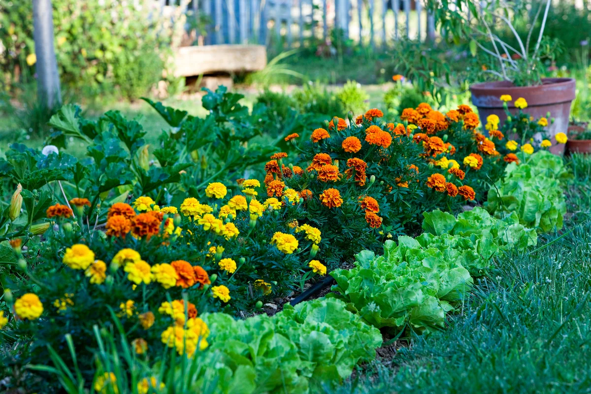 marigolds in garden