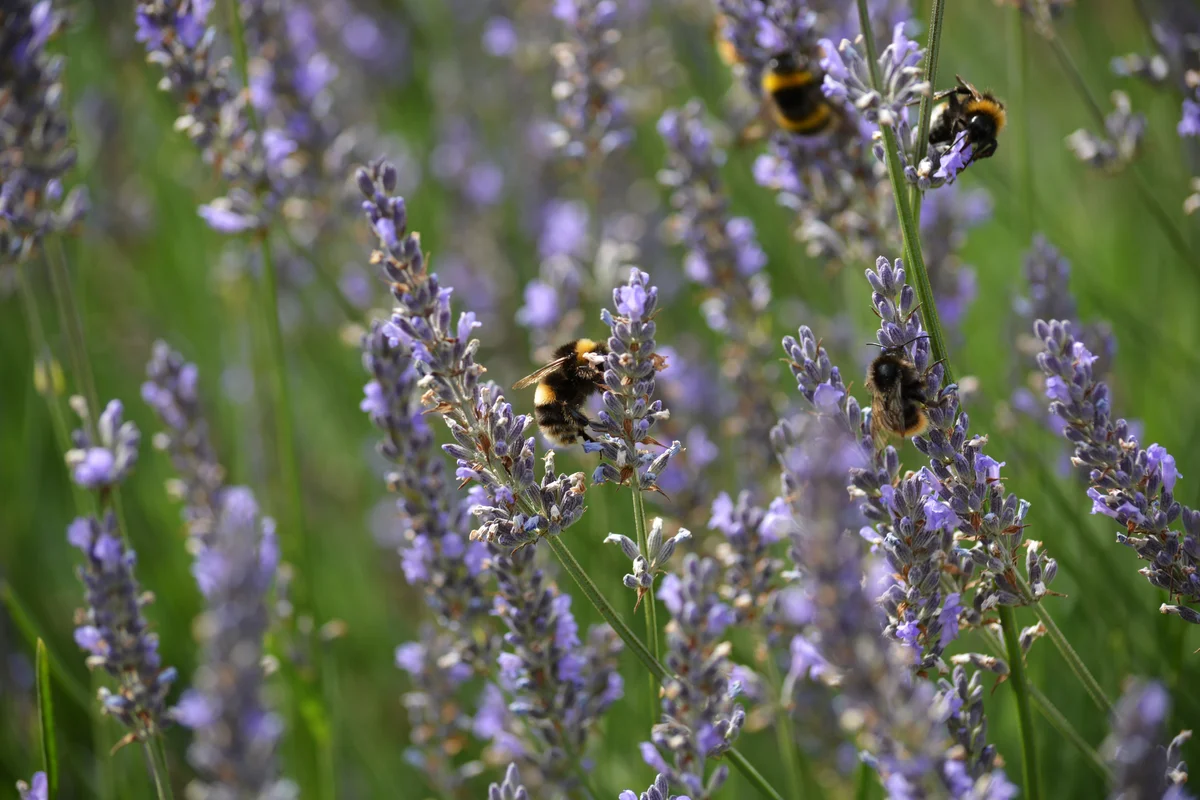 bees on lavender