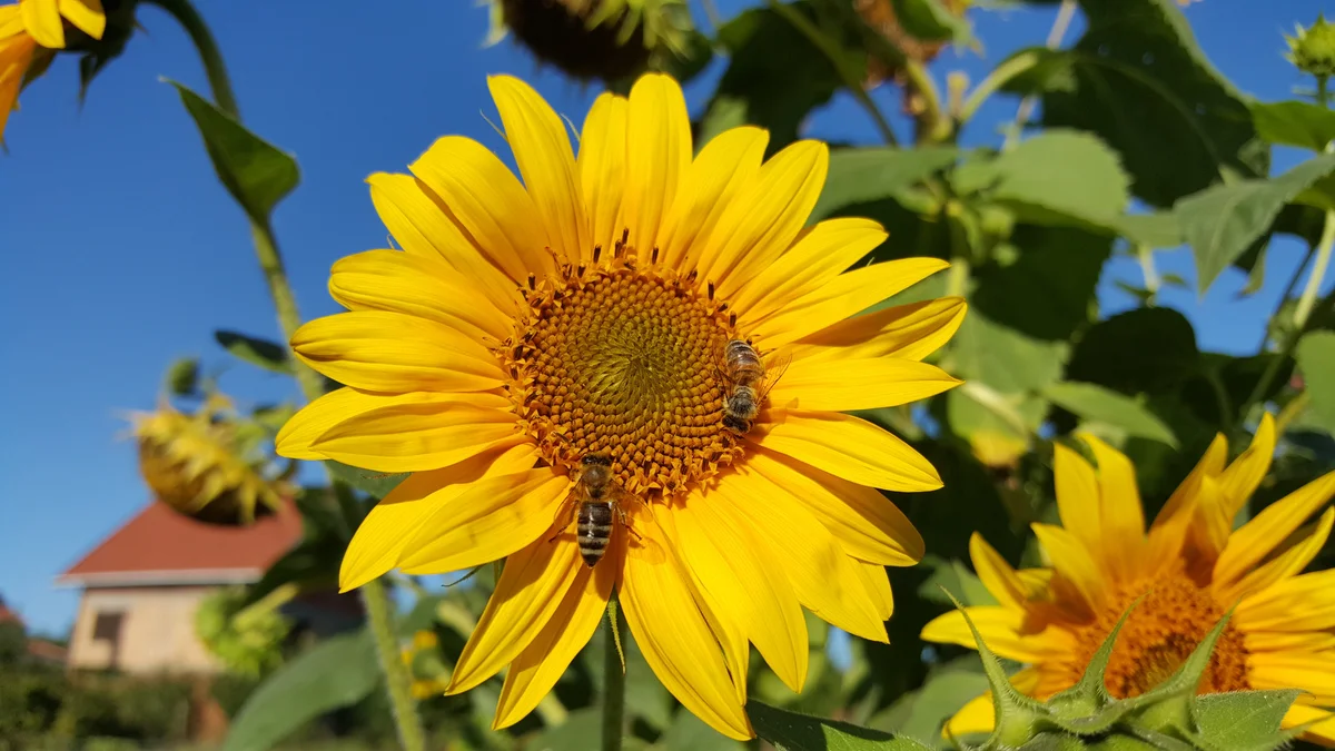 bees on sunflowers