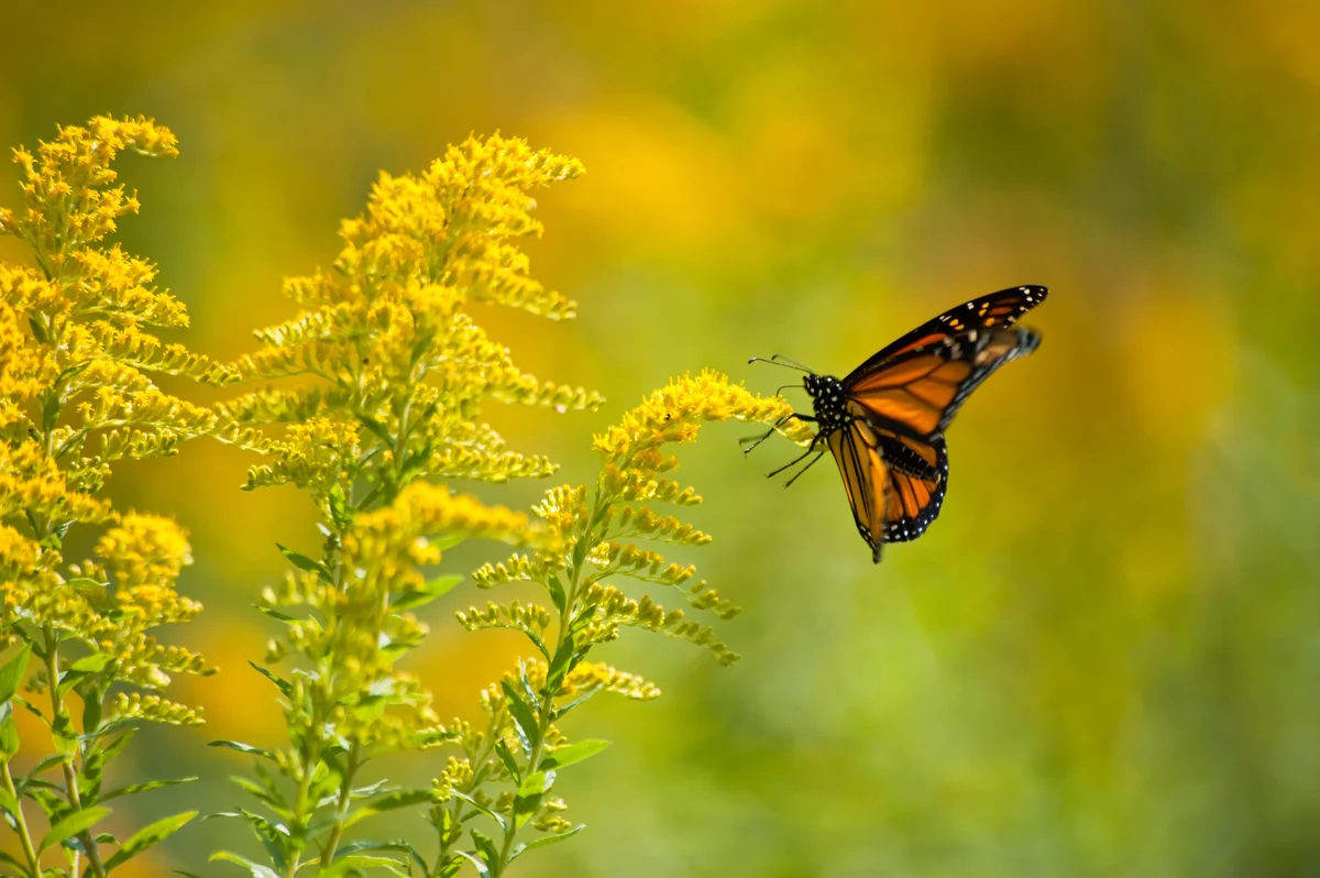 butterfly on goldenrod