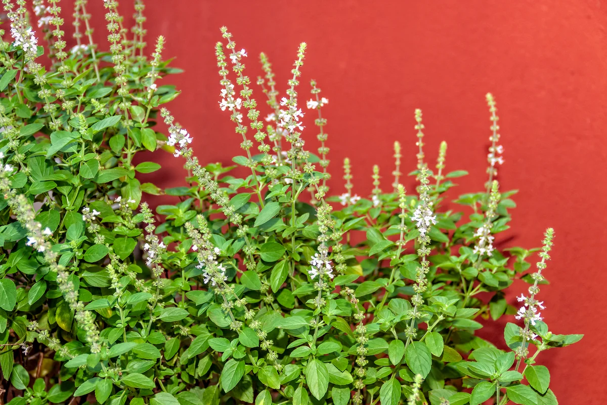 flowered basil