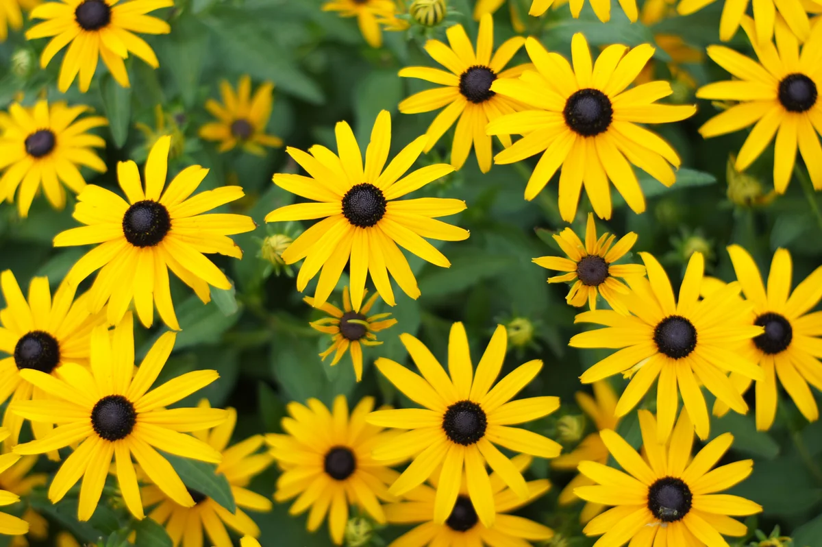 black-eyed susans