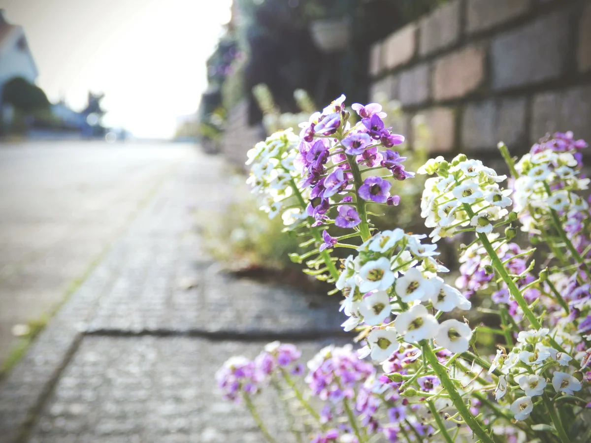 sweet alyssum