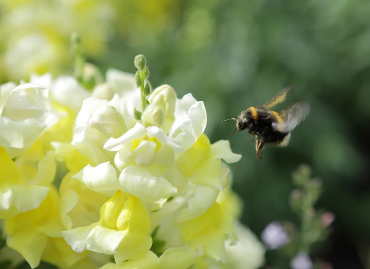 bee on snapdragons