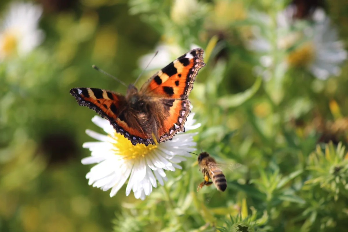 butterfly and bee pollinating flower