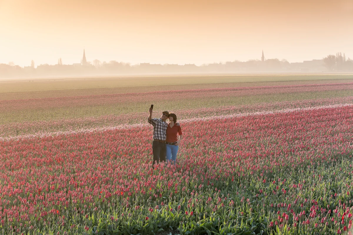 Couple standing in giant tulip field taking a photo