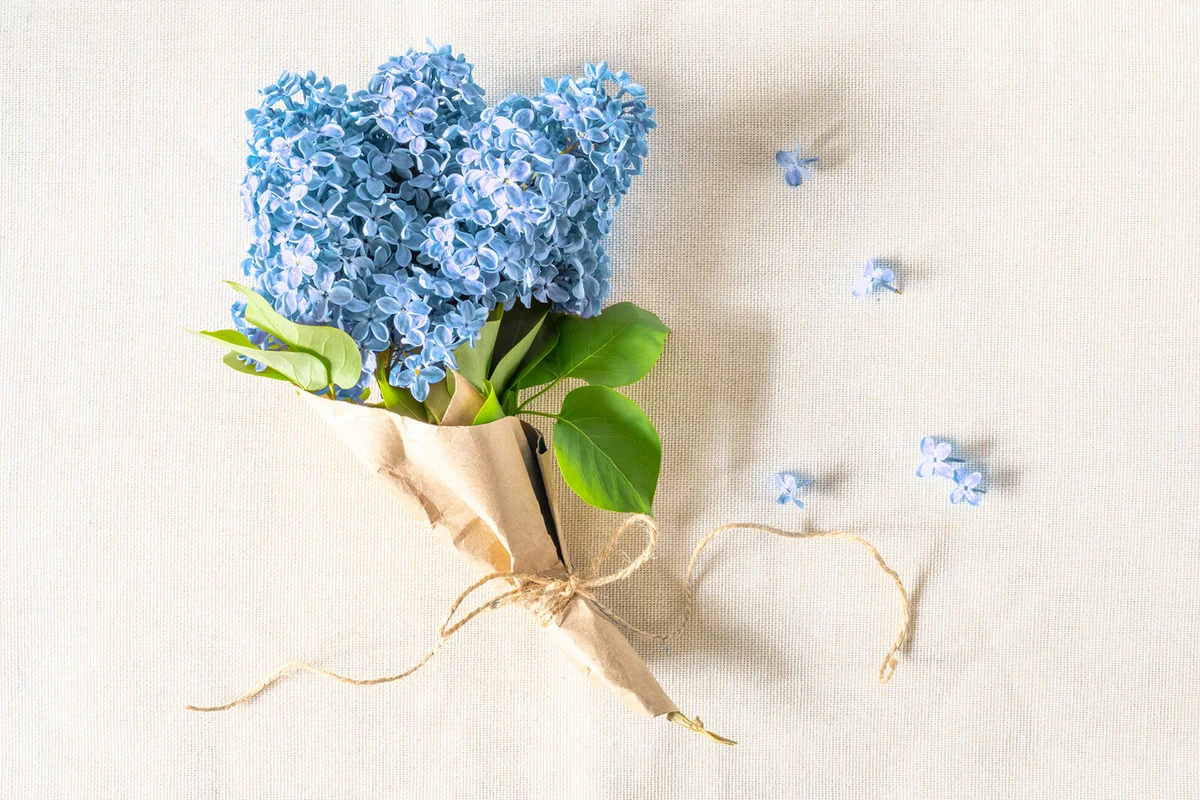 A small bouquet of blue lilacs in a paper wrapper.