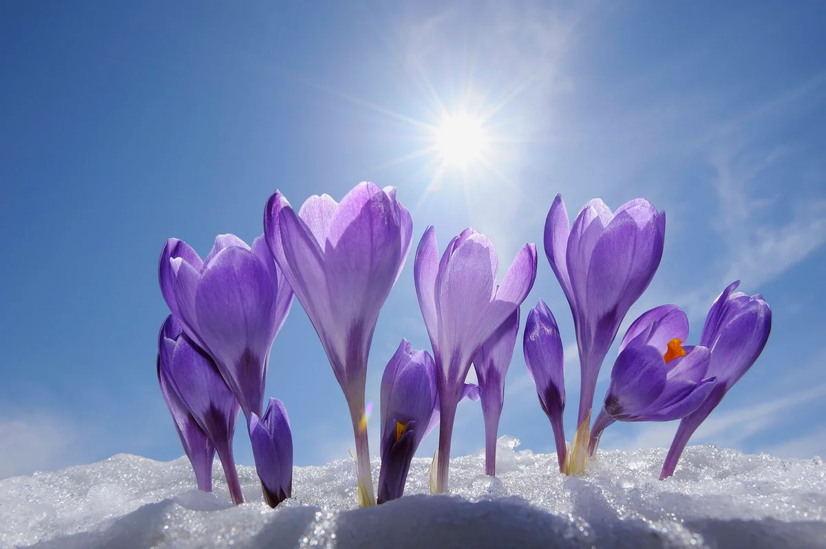 crocuses poking through snow