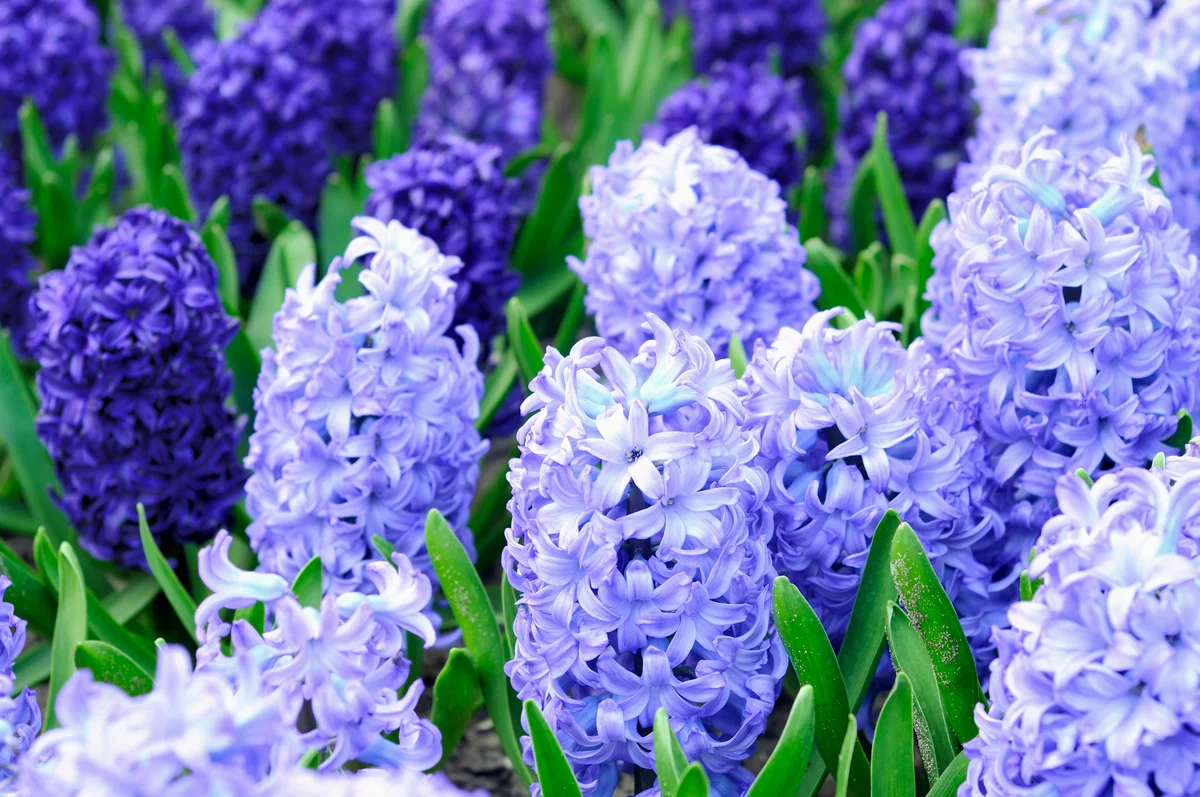 field of hyacinths
