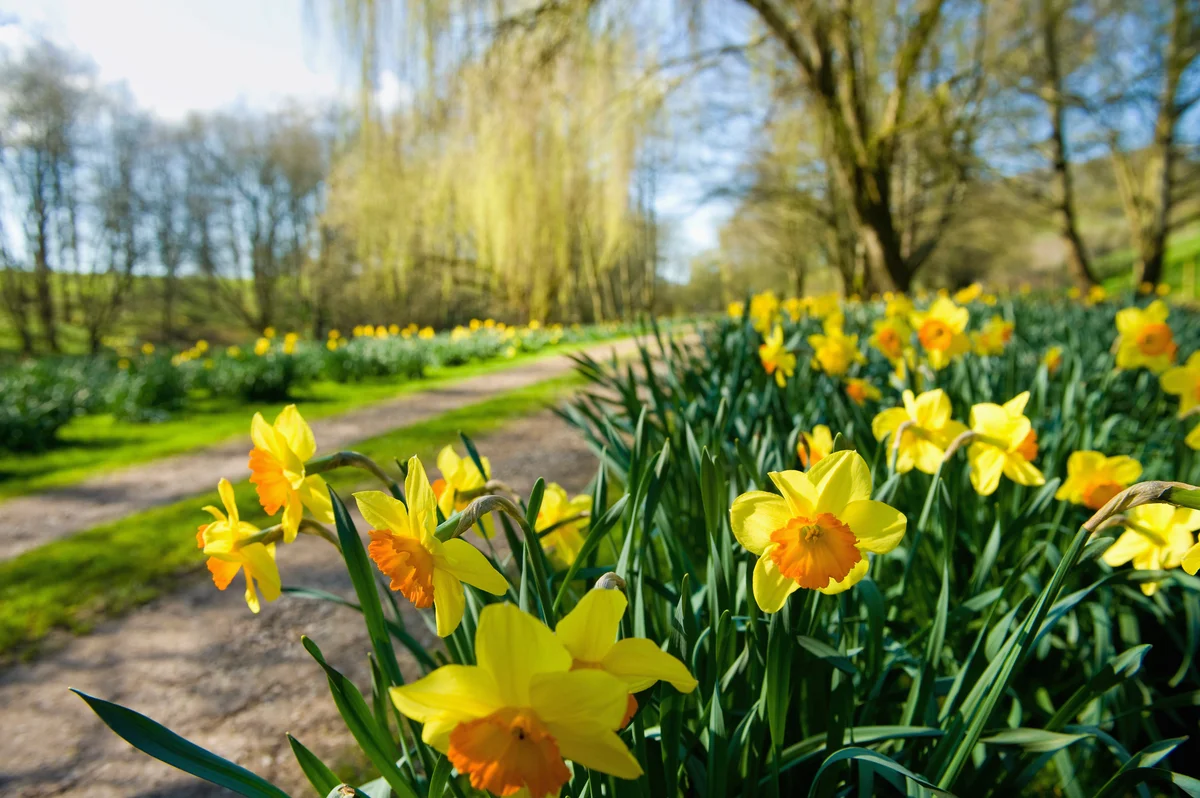daffodil flowers