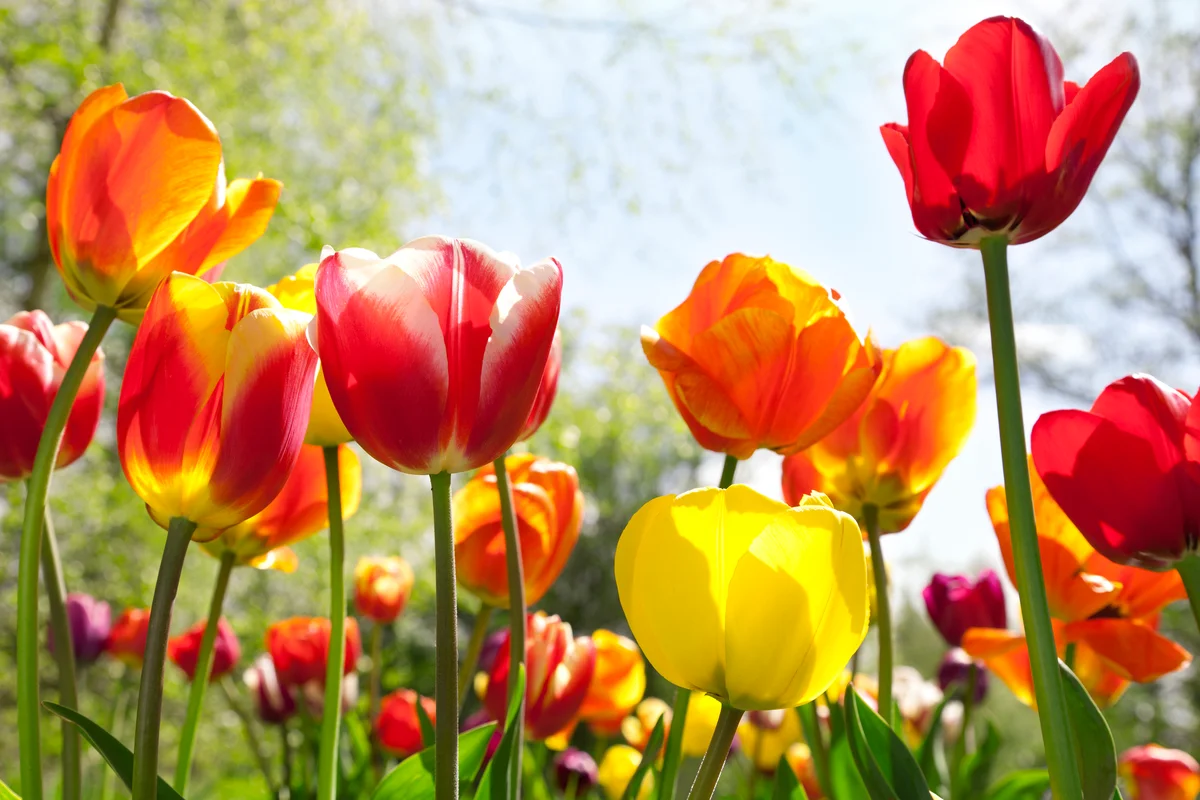 field of tulips