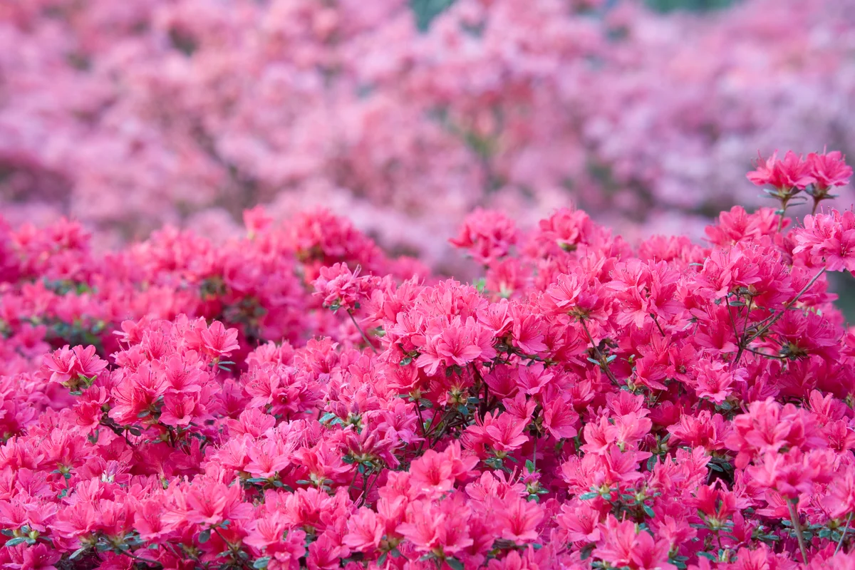 pink azaleas
