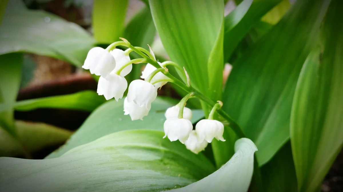 lily-of-the-valley