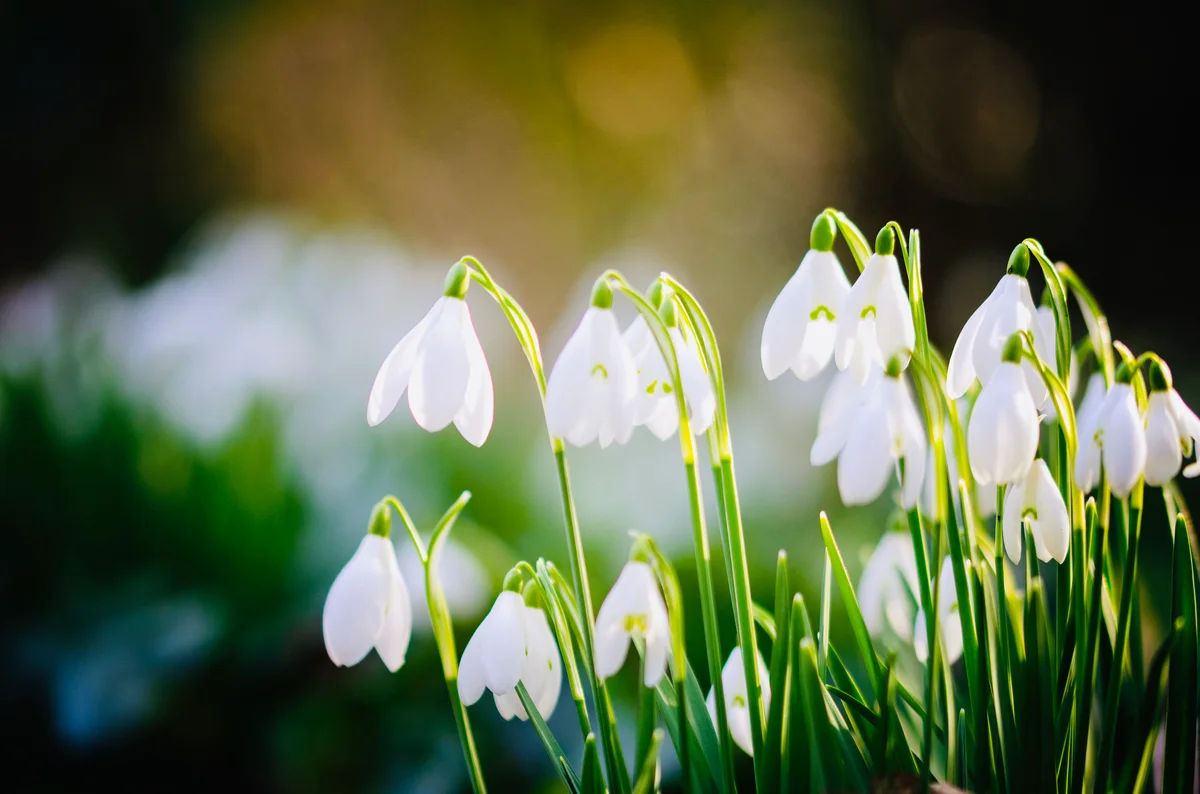 snowdrop flowers