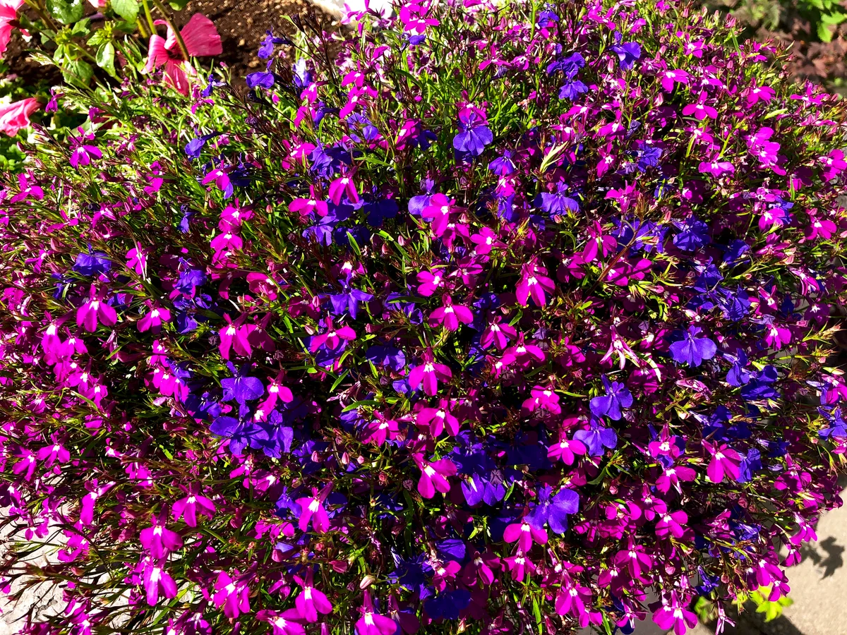 creeping phlox