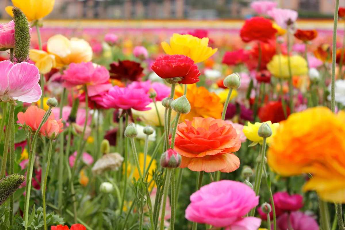 ranunculus flowers