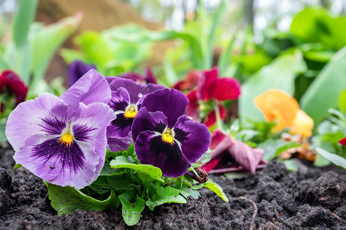 pansies