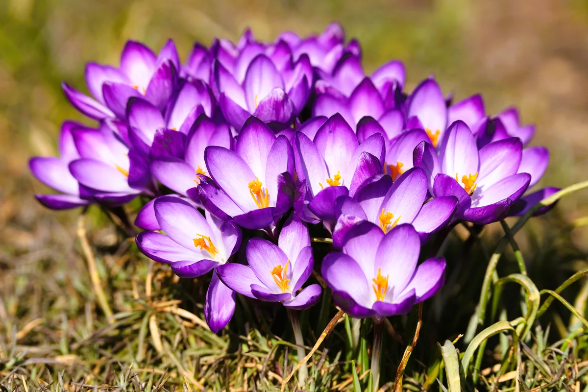 purple crocuses