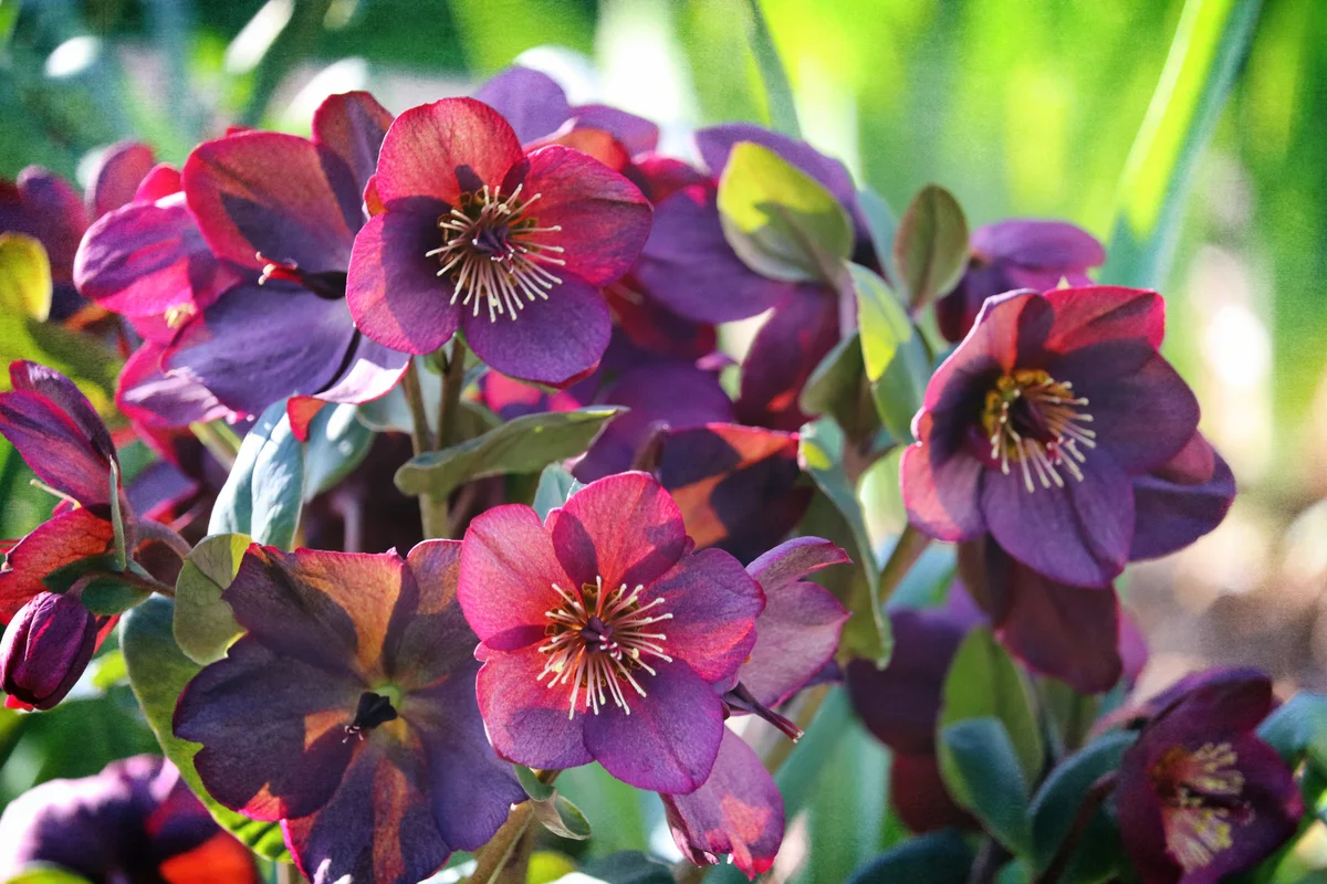 hellebore
