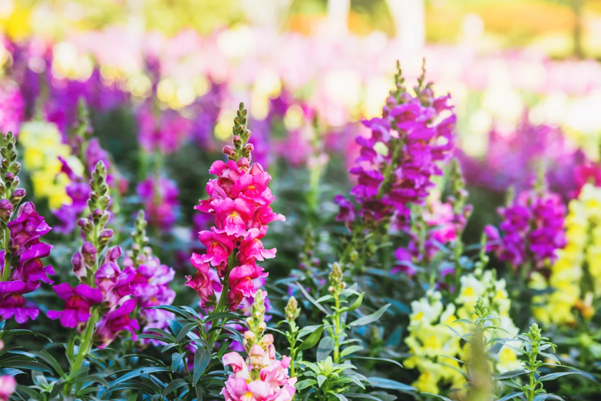 pink snapdragon flowers