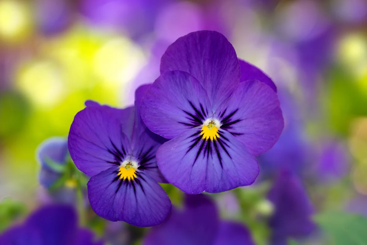 violas