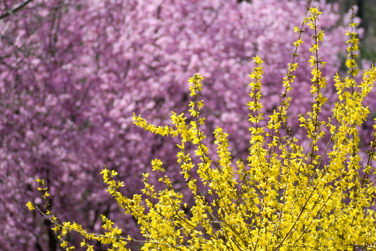 forsythia